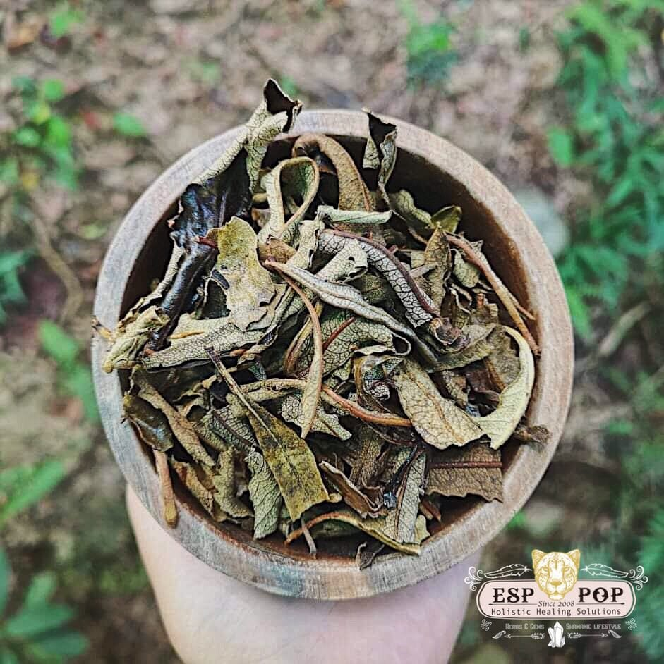 台灣 ESPpop 天然靈性薰香 Yerba Santa 北美聖草 20g|祖父的草藥