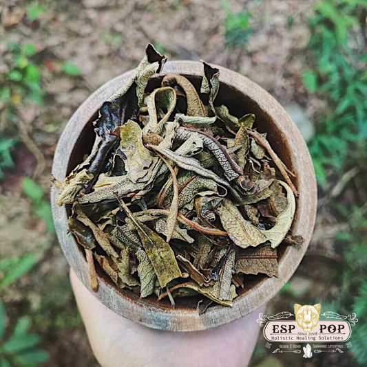 台灣 ESPpop 天然靈性薰香 Yerba Santa 北美聖草 20g|祖父的草藥