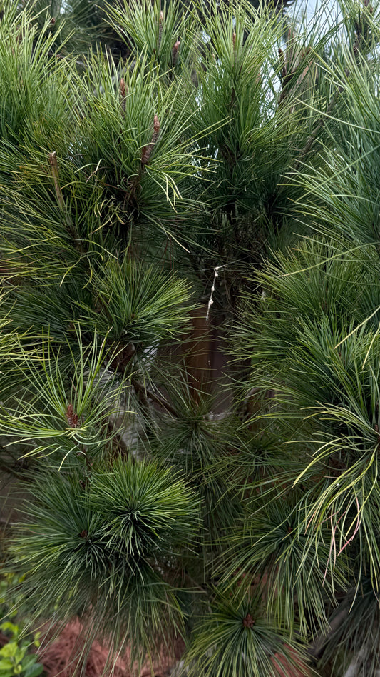 當氣味來自植物本身：選擇線香的理由？