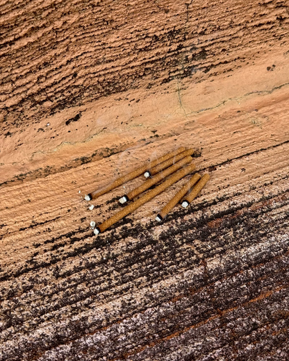 台灣 肆雀 100% 全息聖木 / 線香